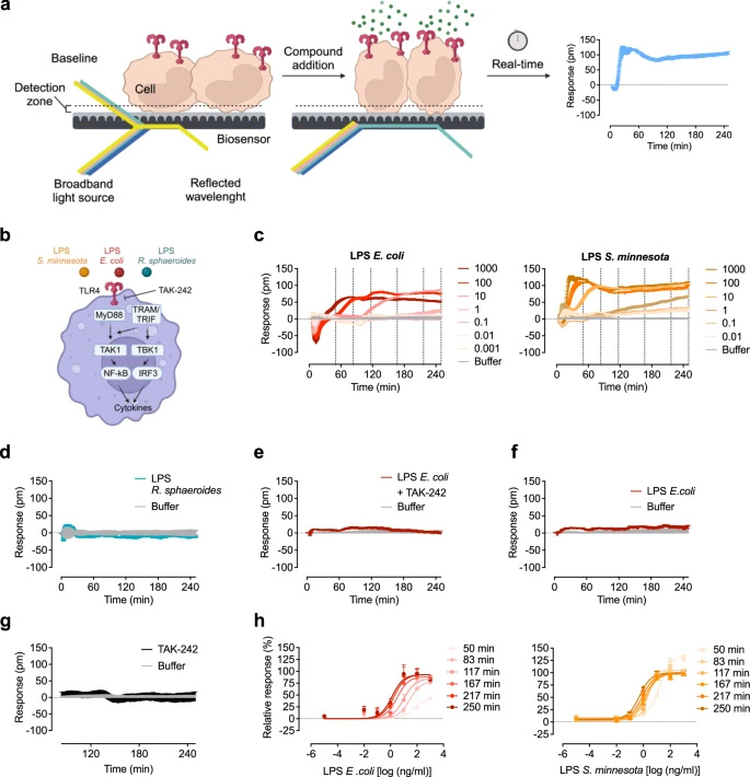 光學(xué)生物傳感器在HEK293 TLR4/MD-2/CD14報(bào)告細(xì)胞中區(qū)分不同的LPS化學(xué)型