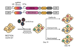 EGFR基因突變，基因編輯技術揭示癌癥耐藥性途徑