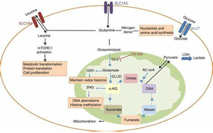 Science：首次發現谷氨酰胺代謝開關是紅細胞發育的關鍵