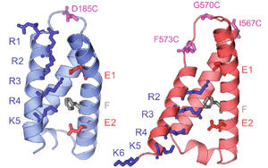 疼痛信號新見解：一種鈣通道蛋白起關鍵作用