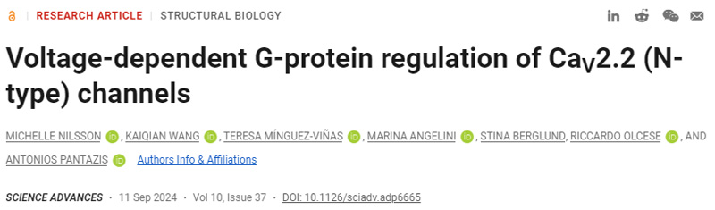 CaV2.2（N型）通道的電壓依賴性G蛋白調控