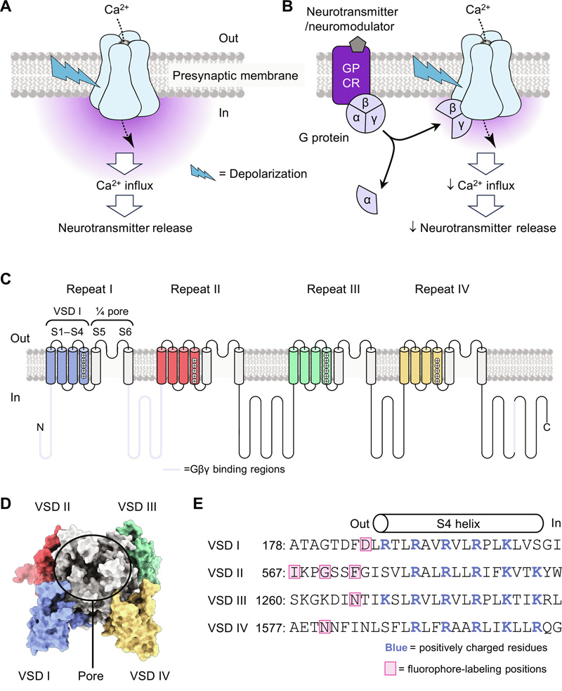 CaV2.2功能、G蛋白抑制和結構