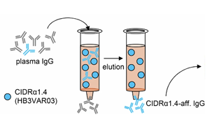 Nature：保護性抗體是如何阻止瘧疾的