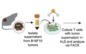 Science Advances：高爾基體越多，T細(xì)胞就越健壯，就越能抗癌！