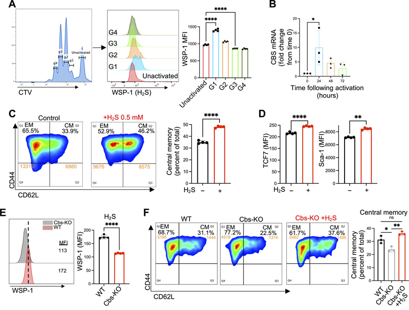 H2S促進中樞記憶(Tcm)抗腫瘤T細胞的產生 H2S促進中樞記憶(Tcm)抗腫瘤T細胞的產生