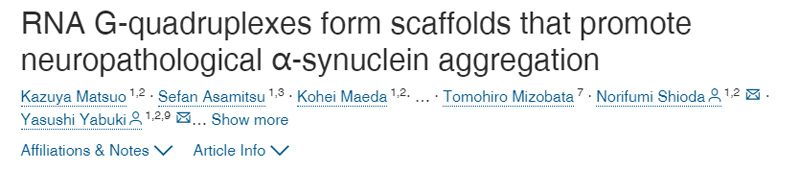 RNA G-四聯體形成支架促進神經病理性的α-突觸核蛋白聚集