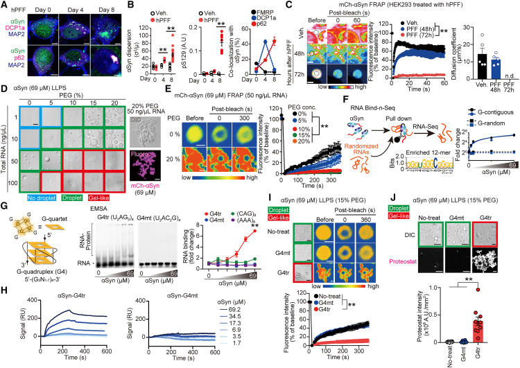 rG4s引發αSyn溶膠-凝膠相變 rG4s引發αSyn溶膠-凝膠相變