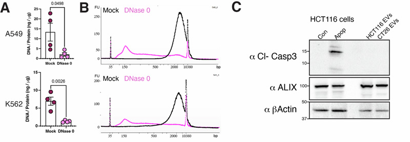 EV-DNA來源于基因組DNA EV-DNA來源于基因組DNA