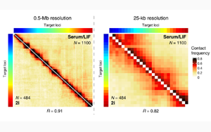 Science子刊：距離較遠(yuǎn)的DNA區(qū)域之間的近距離接觸會(huì)引起基因活動(dòng)的爆發(fā)！
