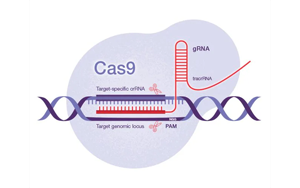 Science：一種開創性的遺傳方法——利用CRISPR-Cas9技術，激活細菌隱藏的藥物潛能