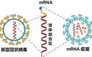 mRNA疫苗技術解析-關鍵性原料為開發保駕護航