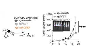 靶向營養依賴性活動可以改善免疫療法