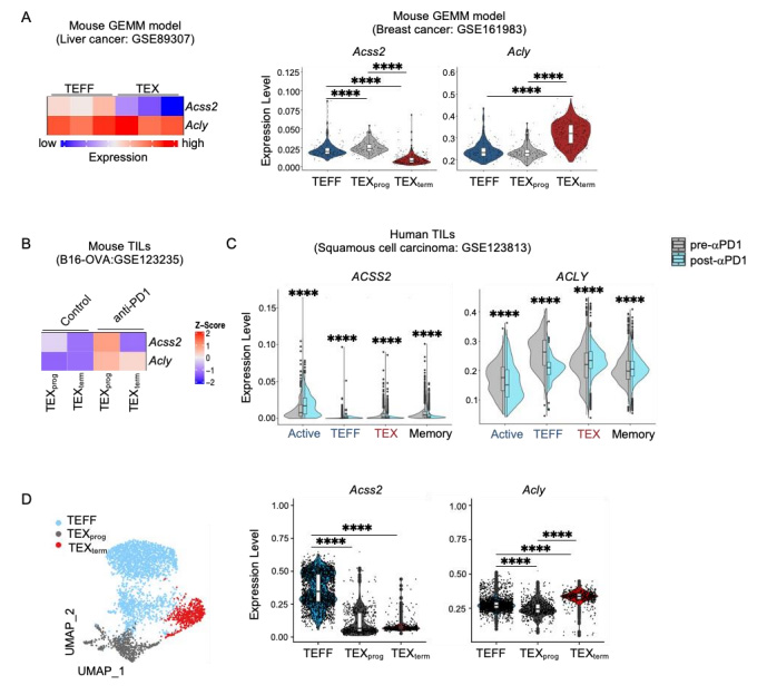 Acss2和Acly在慢性感染和腫瘤CD8+T細胞中的表達模式 Acss2和Acly在慢性感染和腫瘤CD8+T細胞中的表達模式