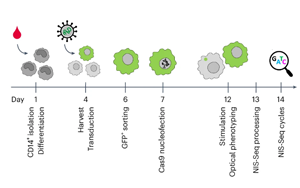 Nature Biotechnology：彩色細胞核顯示出細胞的關鍵基因