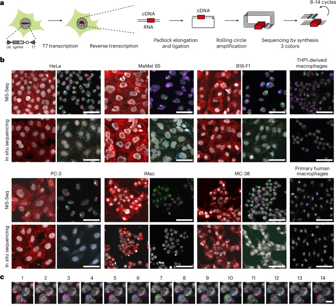 NIS-Seq能夠在有核細(xì)胞中進行光學(xué)條形碼識別