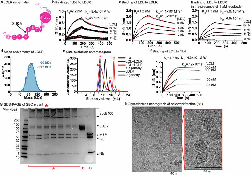 LDL、LDLR和legobody的生化特征 LDL、LDLR和legobody的生化特征