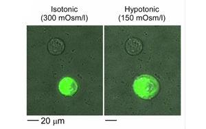 《Nature Biomedical Engineering》疼痛研究新突破：一種更安全、不會上癮的方法