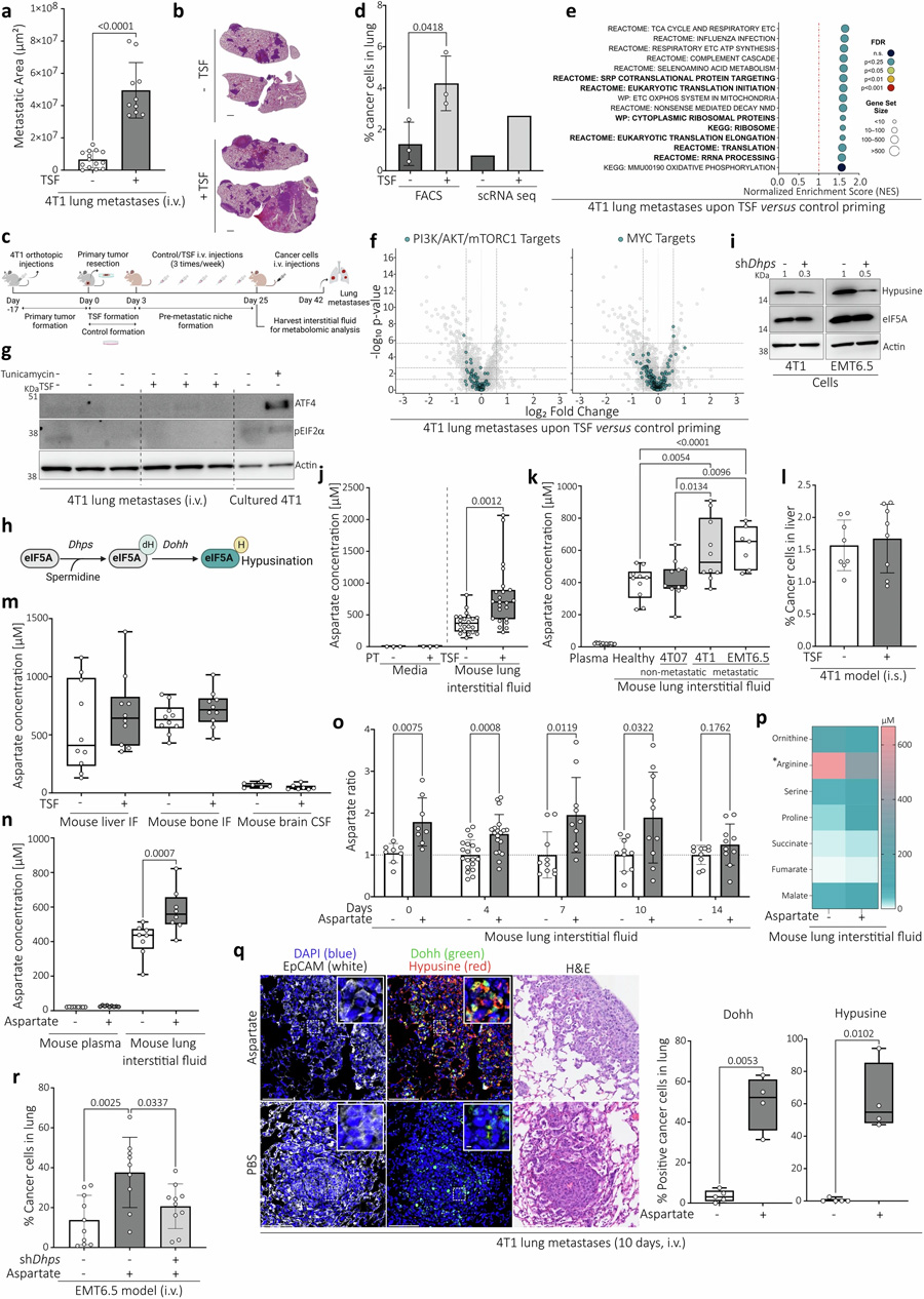 侵襲性肺轉移顯示翻譯增加,與經典調節因子或應激刺激無關 侵襲性肺轉移顯示翻譯增加,與經典調節因子或應激刺激無關