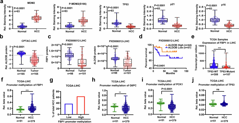 FBP1、ALDOB和TP53在人類HCC中下調(diào) FBP1、ALDOB和TP53在人類HCC中下調(diào)
