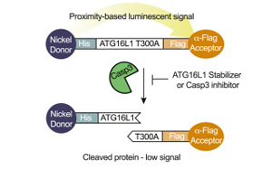 Broad研究所創建了一種新的方法來靶向和糾正與疾病相關的蛋白質