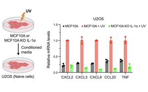 一種以前未知的機制：當細胞的DNA受損時，這種機制會引發細胞的炎癥免疫反應