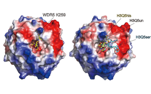 《Nature》單胺類神經遞質對大腦結構不為人知的作用機制