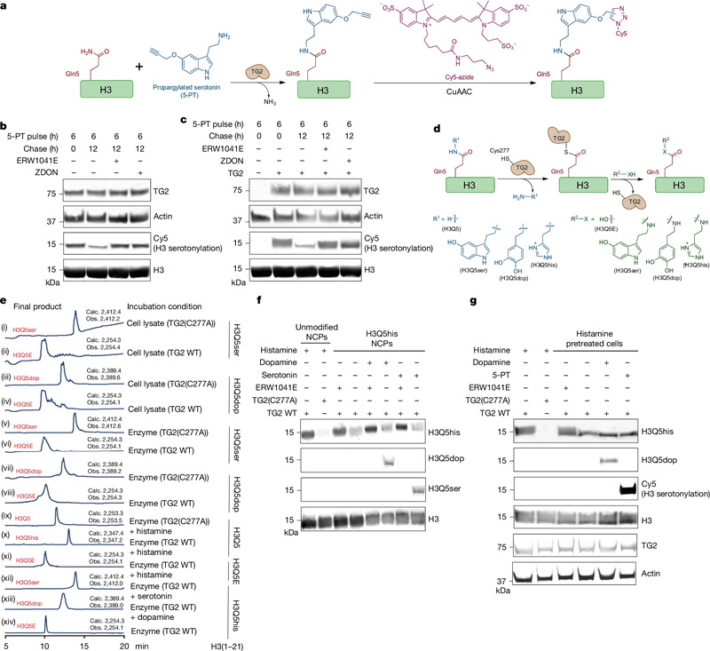 TG2是H3單胺基化的寫入、擦除和交換工具 TG2是H3單胺基化的寫入、擦除和交換工具