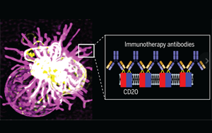 Science先進技術揭示治療性單克隆抗體與CD20分子相互作用機制