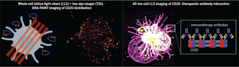 CD20和治療性單克隆抗體的分子相互作用 CD20和治療性單克隆抗體的分子相互作用