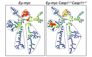 Nature子刊：炎性體保護干細胞免于癌變
