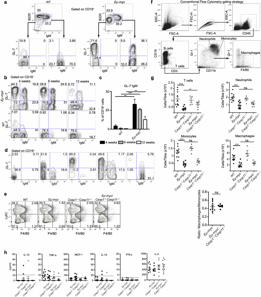 GL-7和IgM表達的分析有助于描述循環中癌前和惡性Eμ-myc B細胞的特征