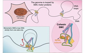 《Cell》突破性研究推翻了“DNA環形成”的舊定律