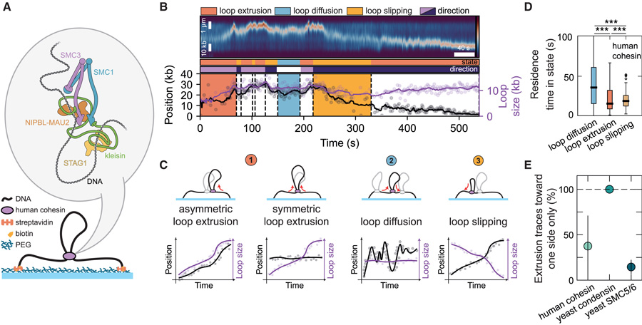 SMC介導的DNA環擠出過程中穿插著環擴散和環滑動事件 SMC介導的DNA環擠出過程中穿插著環擴散和環滑動事件