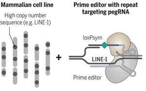 Science：科學家完成了有史以來最復雜的人類細胞系工程！