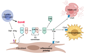 《Nature》免疫系統“自毀”：GZMK激活補體引發炎癥的全新機制