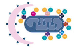 Science重要發現：逆轉線粒體損傷也許能讓糖尿病患者恢復控糖能力！