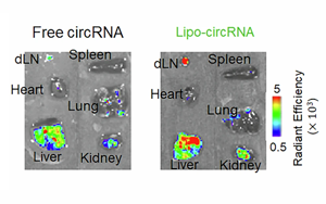 《NBE》小環狀RNA疫苗：癌癥免疫治療的新曙光