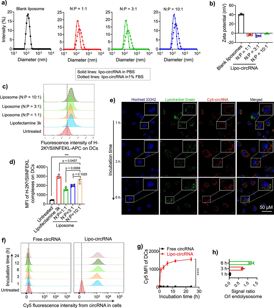 脂質(zhì)體促進DCs中環(huán)狀RNA的遞送和抗原呈遞。 脂質(zhì)體促進DCs中環(huán)狀RNA的遞送和抗原呈遞。