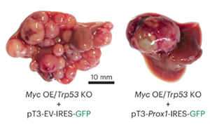 《Nature Genetics》PROX1積極抑制細胞命運可塑性，保護肝細胞身份，防止肝腫瘤發生