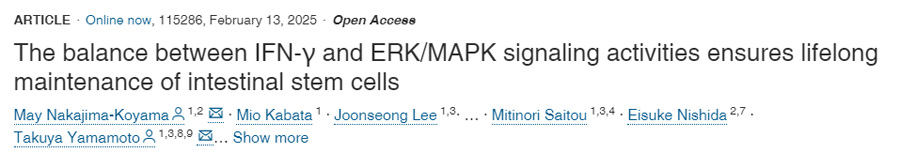 IFN-γ和ERK/MAPK信號傳導活性之間的平衡確保了腸道干細胞的終身維持