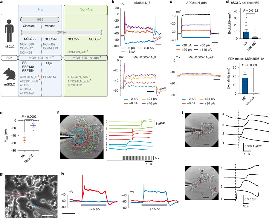 電激活的NE細胞產生自發(fā)和誘發(fā)的鈣波
