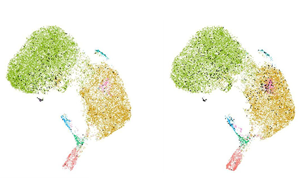 科學家發現了一種新的癌癥免疫治療靶點：功能失調的B細胞