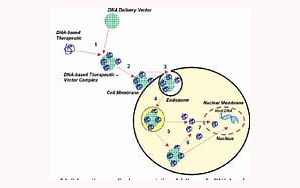 PNAS：細胞間mRNA轉移改變人類多能干細胞狀態
