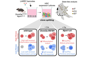 Cell子刊：相同的突變為何產生不同類型的白血病