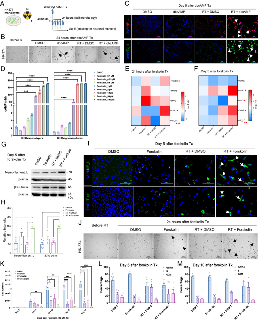 dbcAMP或福斯可林誘導神經元標記物