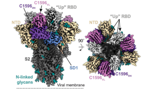 Science子刊：新的抗體顯示出擊敗所有SARS-CoV-2變體的潛力