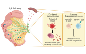 Science子刊：腸道菌群、免疫球蛋白A與疫苗效力的關系