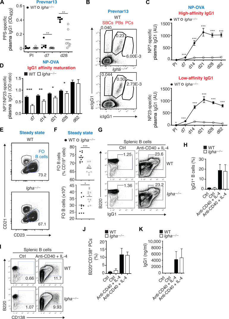 IgA增強全身性IgG對T細胞依賴性抗原（如蛋白結合肺炎球菌疫苗）的應答