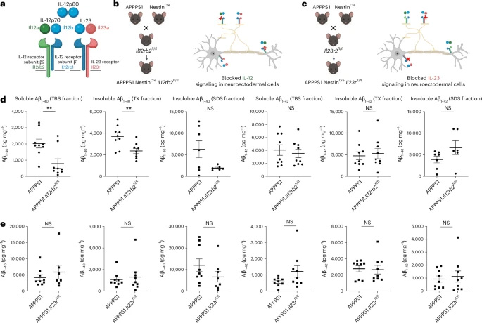 敲除IL-12特異性受體亞基IL12Rβ2可減少淀粉樣蛋白沉積負荷 敲除IL-12特異性受體亞基IL12Rβ2可減少淀粉樣蛋白沉積負荷