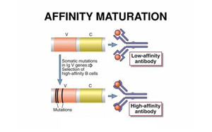 《Nature》讓B細胞“儲存”成功突變，打造HIV等高效抗體疫苗